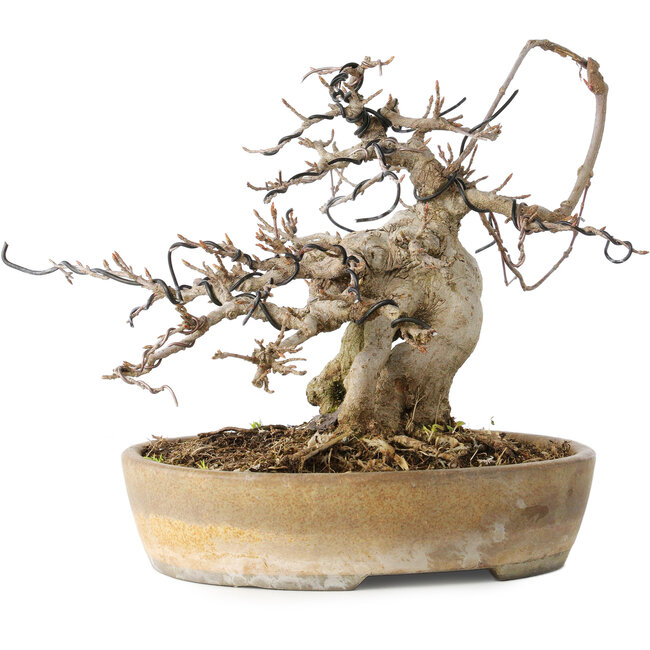 Acer buergerianum, 16 cm, ± 20 anni, con un nebari di 9 cm