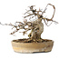 Acer buergerianum, 16 cm, ± 20 jaar oud, met een nebari van 9 cm
