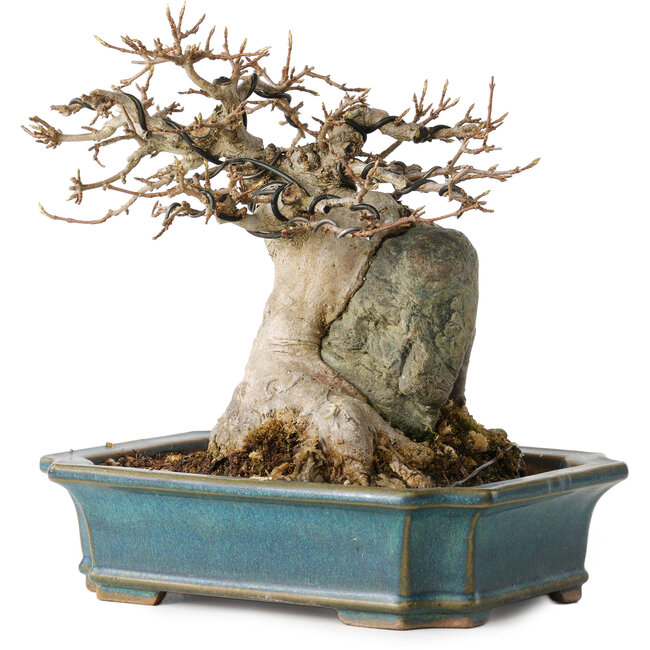 Acer buergerianum, 15 cm, ± 35 jaar oud, met een nebari van 9 cm