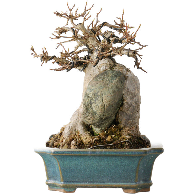 Acer buergerianum, 15 cm, ± 35 anni, con un nebari di 9 cm