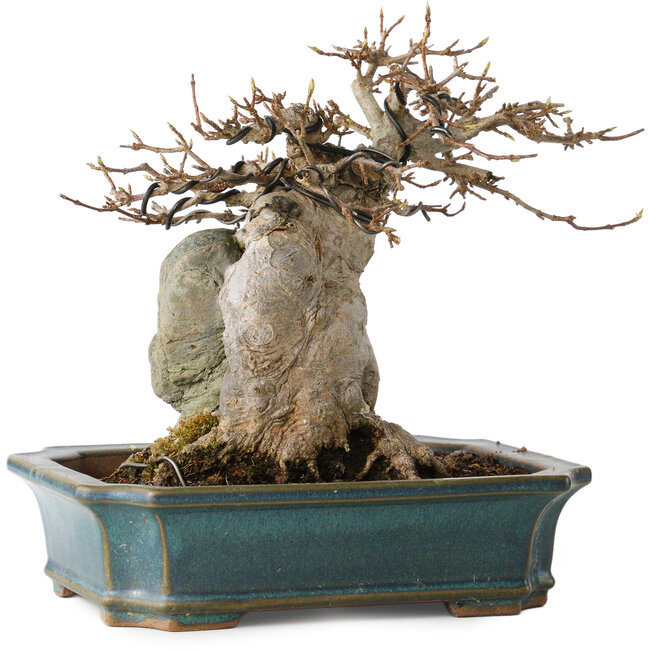 Acer buergerianum, 15 cm, ± 35 Jahre alt, mit einem Nebari von 9 cm