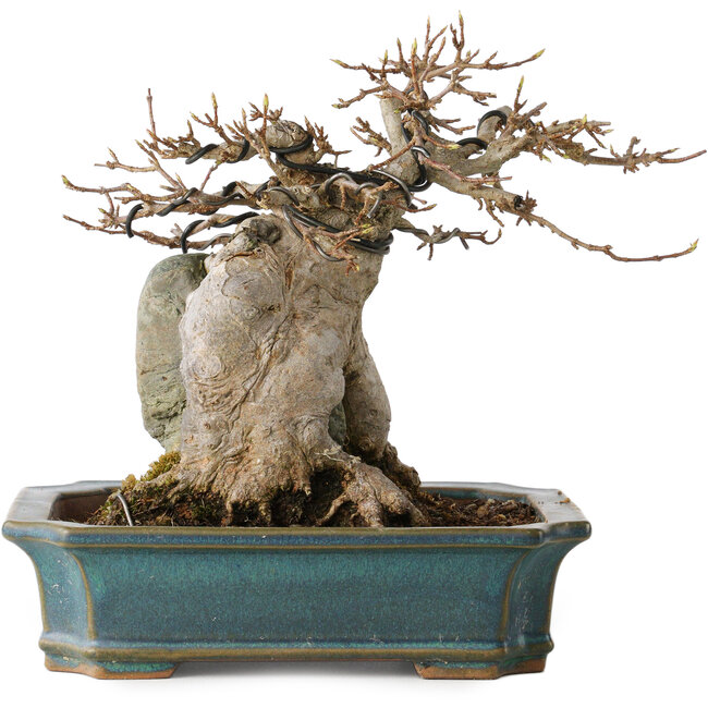 Acer buergerianum, 15 cm, ± 35 jaar oud, met een nebari van 9 cm