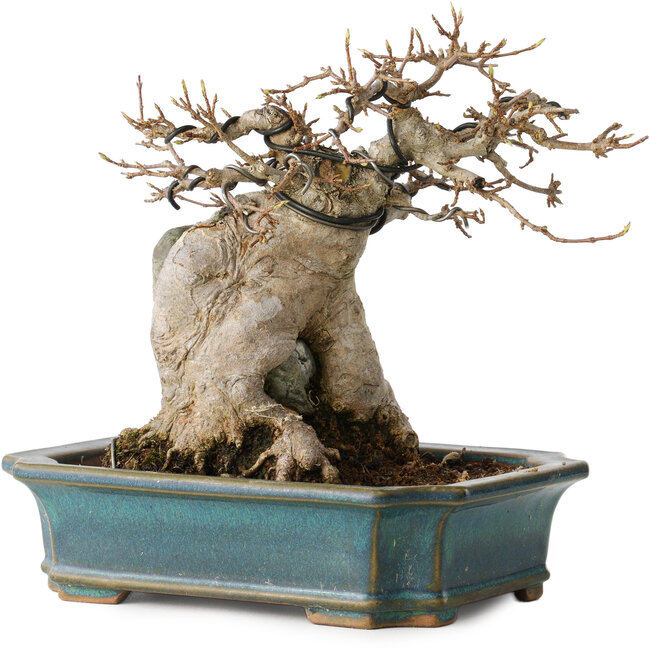 Acer buergerianum, 15 cm, ± 35 anni, con un nebari di 9 cm