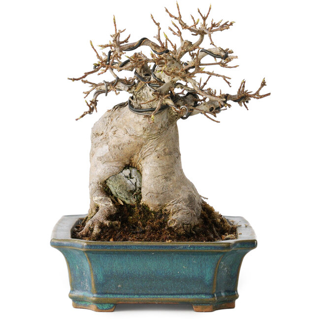 Acer buergerianum, 15 cm, ± 35 years old, with a nebari of 9 cm