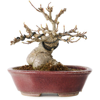 Koyou Acer buergerianum, 10 cm, ± 15 ans