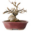 Acer buergerianum, 10 cm, ± 15 jaar oud, met een nebari van 7 cm, in een handgemaakte Japanse pot van Koyou