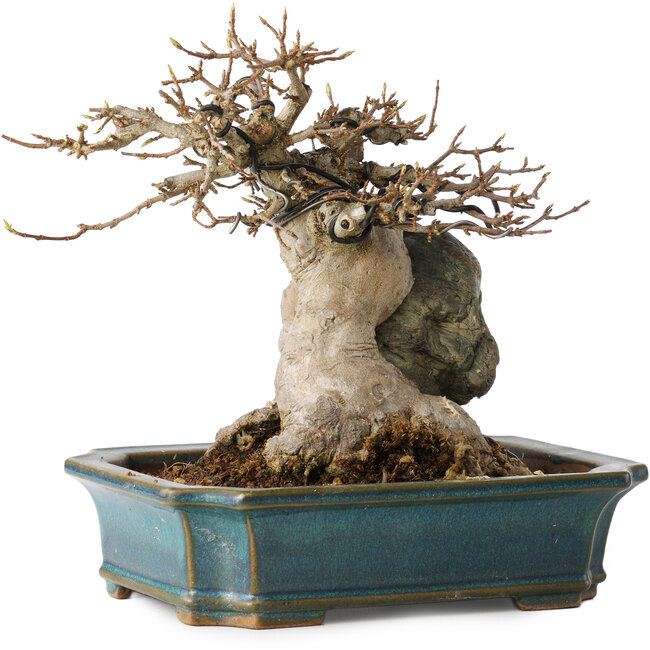 Acer buergerianum, 15 cm, ± 35 anni, con un nebari di 9 cm