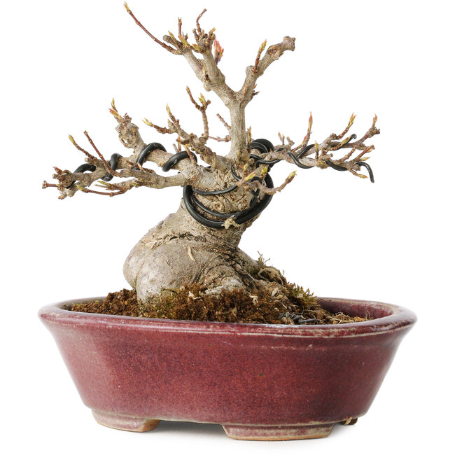 Acer buergerianum, 10 cm, ± 15 jaar oud, met een nebari van 7 cm, in een handgemaakte Japanse pot van Koyou