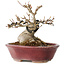 Acer buergerianum, 10 cm, ± 15 jaar oud, met een nebari van 7 cm, in een handgemaakte Japanse pot van Koyou