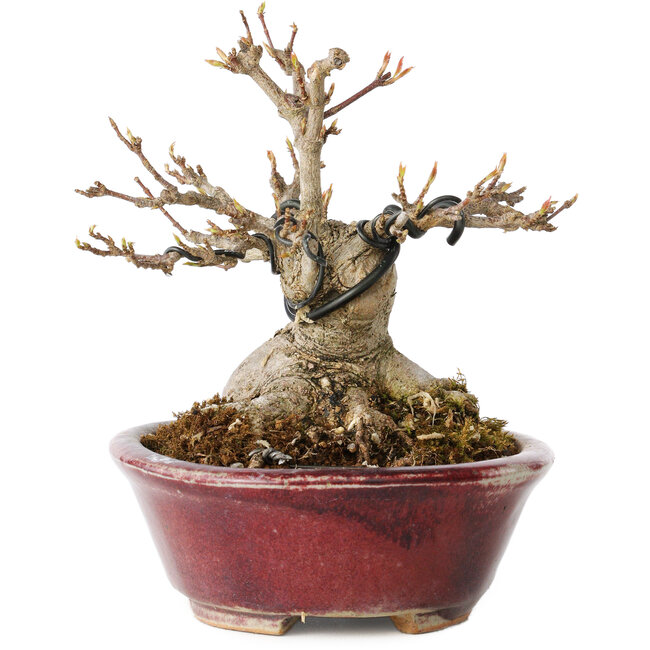 Acer buergerianum, 10 cm, ± 15 ans, avec un nebari de 7 cm, dans un pot japonais fait main par Koyou