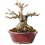 Acer buergerianum, 10 cm, ± 15 jaar oud, met een nebari van 7 cm, in een handgemaakte Japanse pot van Koyou