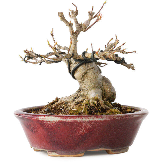 Acer buergerianum, 10 cm, ± 15 jaar oud, met een nebari van 7 cm, in een handgemaakte Japanse pot van Koyou