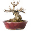 Acer buergerianum, 10 cm, ± 15 years old, with a nebari of 7 cm, in a handmade Japanese pot by Koyou