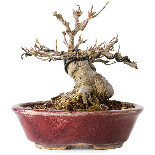 Acer buergerianum, 10 cm, ± 15 años, con un nebari de 7 cm, en una maceta japonesa hecha a mano por Koyou