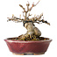 Acer buergerianum, 10 cm, ± 15 jaar oud, met een nebari van 7 cm, in een handgemaakte Japanse pot van Koyou