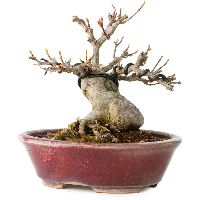 Acer buergerianum, 10 cm, ± 15 anni, con un nebari di 7 cm, in un vaso giapponese fatto a mano da Koyou