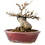 Acer buergerianum, 10 cm, ± 15 jaar oud, met een nebari van 7 cm, in een handgemaakte Japanse pot van Koyou