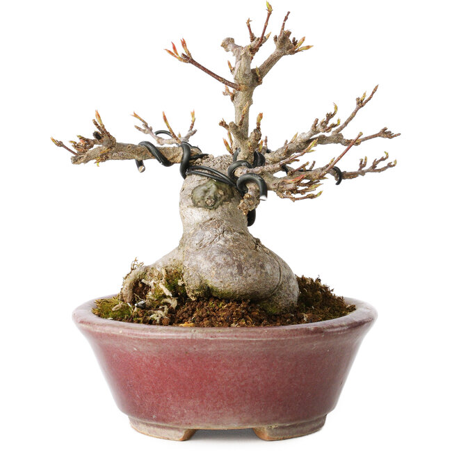 Acer buergerianum, 10 cm, ± 15 jaar oud, met een nebari van 7 cm, in een handgemaakte Japanse pot van Koyou