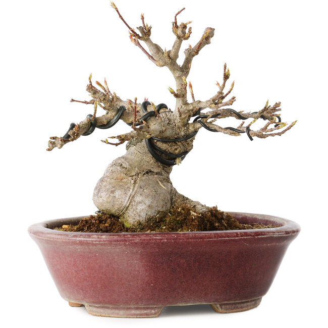 Acer buergerianum, 10 cm, ± 15 ans, avec un nebari de 7 cm, dans un pot japonais fait main par Koyou
