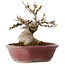 Acer buergerianum, 10 cm, ± 15 jaar oud, met een nebari van 7 cm, in een handgemaakte Japanse pot van Koyou