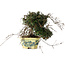 Trachelospermum asiaticum, 17 cm, ± 25 jaar oud, met een nebari van 6 cm