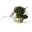 Trachelospermum asiaticum, 17 cm, ± 25 jaar oud, met een nebari van 6 cm