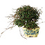 Trachelospermum asiaticum, 17 cm, ± 25 jaar oud, met een nebari van 6 cm