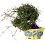 Trachelospermum asiaticum, 17 cm, ± 25 jaar oud, met een nebari van 6 cm