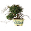 Trachelospermum asiaticum, 17 cm, ± 25 jaar oud, met een nebari van 6 cm