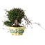 Trachelospermum asiaticum, 17 cm, ± 25 jaar oud, met een nebari van 6 cm