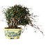 Trachelospermum asiaticum, 17 cm, ± 25 jaar oud, met een nebari van 6 cm
