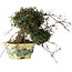 Trachelospermum asiaticum, 17 cm, ± 25 jaar oud, met een nebari van 6 cm