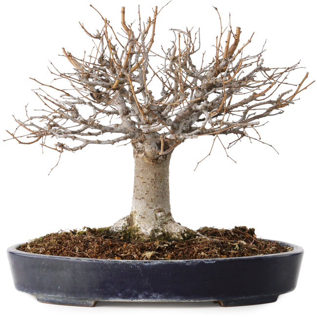 Zelkova serrata, 24 cm, ± 35 anni, con un nebari di 13 cm, in un vaso giapponese fatto a mano da Yamafusa