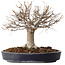 Zelkova serrata, 24 cm, ± 35 jaar oud, met een nebari van 13 cm, in een handgemaakte Japanse pot van Yamafusa