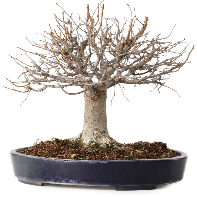 Zelkova serrata, 24 cm, ± 35 jaar oud, met een nebari van 13 cm, in een handgemaakte Japanse pot van Yamafusa