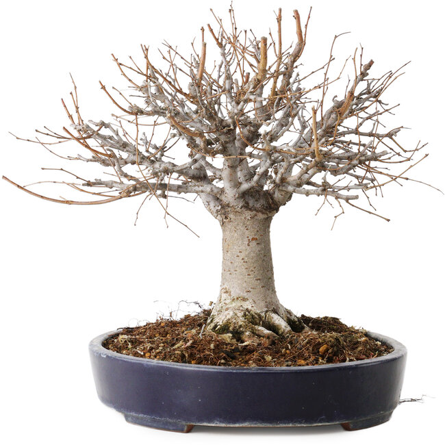 Zelkova serrata, 24 cm, ± 35 jaar oud, met een nebari van 13 cm, in een handgemaakte Japanse pot van Yamafusa