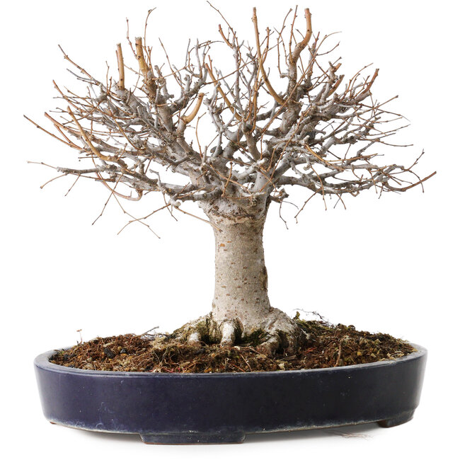 Zelkova serrata, 24 cm, ± 35 jaar oud, met een nebari van 13 cm, in een handgemaakte Japanse pot van Yamafusa