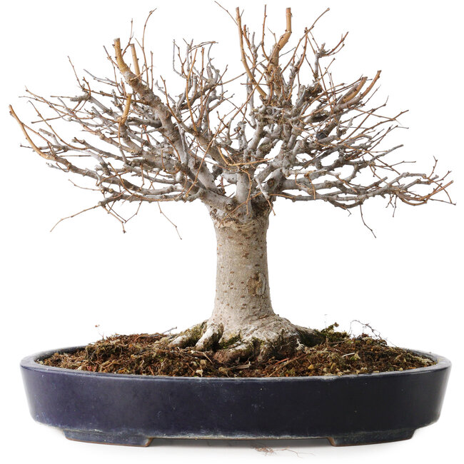 Zelkova serrata, 24 cm, ± 35 Jahre alt, mit einem Nebari von 13 cm, in einem handgefertigten japanischen Topf von Yamafusa