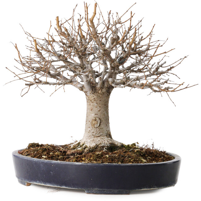 Zelkova serrata, 24 cm, ± 35 ans, avec un nebari de 13 cm, dans un pot japonais fait main par Yamafusa