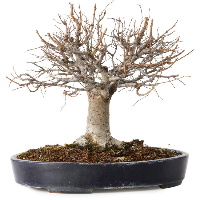 Zelkova serrata, 24 cm, ± 35 anni, con un nebari di 13 cm, in un vaso giapponese fatto a mano da Yamafusa