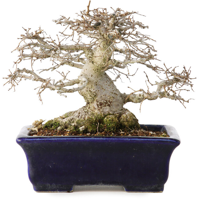 Zelkova serrata, 14,5 cm, ± 30 anni, in uno stile Moyogi estremamente raro e incredibilmente bello (poiché la Zelkova è più frequentemente Hokidachi), con un nebari di 11 cm, in un vaso giapponese fatto a mano da Mazan