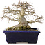 Zelkova serrata, 14,5 cm, ± 30 jaar oud, in een uiterst zeldzame en ongelooflijk mooie Moyogi-stijl (aangezien Zelkova meestal Hokidachi is), met een nebari van 11 cm, in een handgemaakte Japanse pot van Mazan