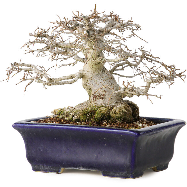 Zelkova serrata, 14,5 cm, ± 30 ans, dans un style Moyogi extrêmement rare et incroyablement beau (puisque Zelkova est le plus souvent Hokidachi), avec un nebari de 11 cm, dans un pot japonais fait main par Mazan