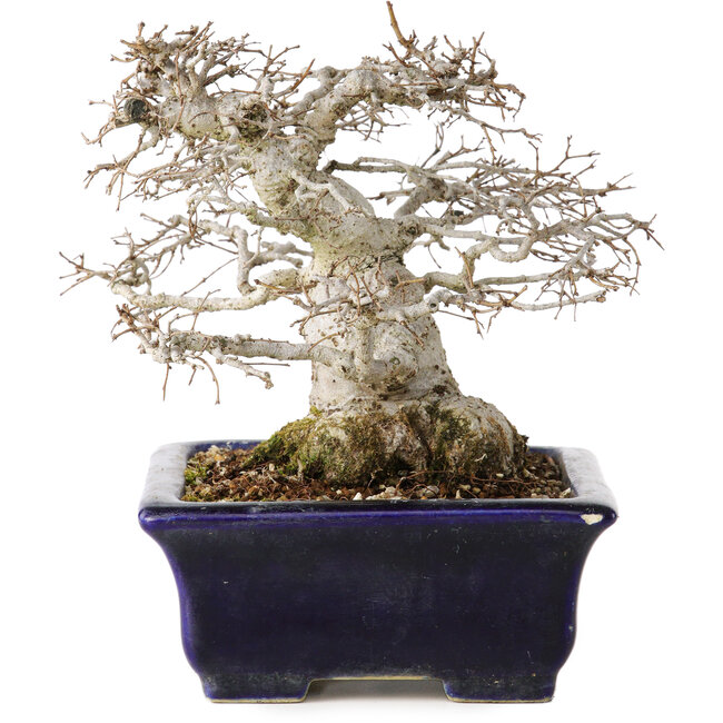 Zelkova serrata, 14,5 cm, ± 30 años de antigüedad, en un estilo Moyogi extremadamente raro e increíblemente hermoso (ya que Zelkova es más frecuentemente Hokidachi), con un nebari de 11 cm, en una maceta japonesa hecha a mano por Mazan