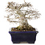 Zelkova serrata, 14,5 cm, ± 30 jaar oud, in een uiterst zeldzame en ongelooflijk mooie Moyogi-stijl (aangezien Zelkova meestal Hokidachi is), met een nebari van 11 cm, in een handgemaakte Japanse pot van Mazan