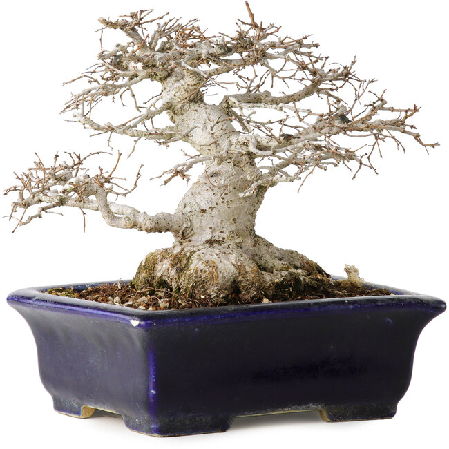 Zelkova serrata, 14,5 cm, ± 30 ans, dans un style Moyogi extrêmement rare et incroyablement beau (puisque Zelkova est le plus souvent Hokidachi), avec un nebari de 11 cm, dans un pot japonais fait main par Mazan