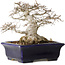 Zelkova serrata, 14,5 cm, ± 30 jaar oud, in een uiterst zeldzame en ongelooflijk mooie Moyogi-stijl (aangezien Zelkova meestal Hokidachi is), met een nebari van 11 cm, in een handgemaakte Japanse pot van Mazan