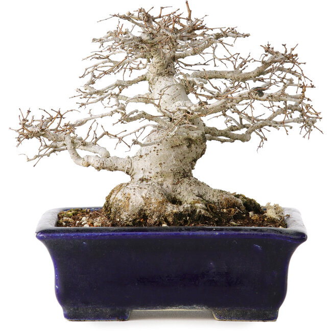 Zelkova serrata, 14,5 cm, ± 30 years old, in an extremely rare and incredibly beautiful Moyogi style (since Zelkova is most frequently Hokidachi), with a nebari of 11 cm, in a handmade Japanese pot by Mazan