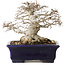 Zelkova serrata, 14,5 cm, ± 30 jaar oud, in een uiterst zeldzame en ongelooflijk mooie Moyogi-stijl (aangezien Zelkova meestal Hokidachi is), met een nebari van 11 cm, in een handgemaakte Japanse pot van Mazan