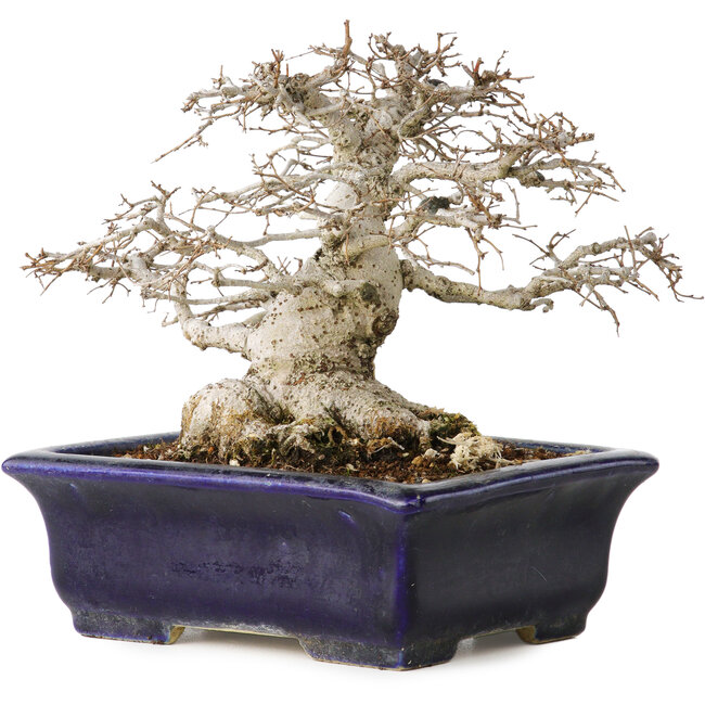 Zelkova serrata, 14,5 cm, ± 30 ans, dans un style Moyogi extrêmement rare et incroyablement beau (puisque Zelkova est le plus souvent Hokidachi), avec un nebari de 11 cm, dans un pot japonais fait main par Mazan